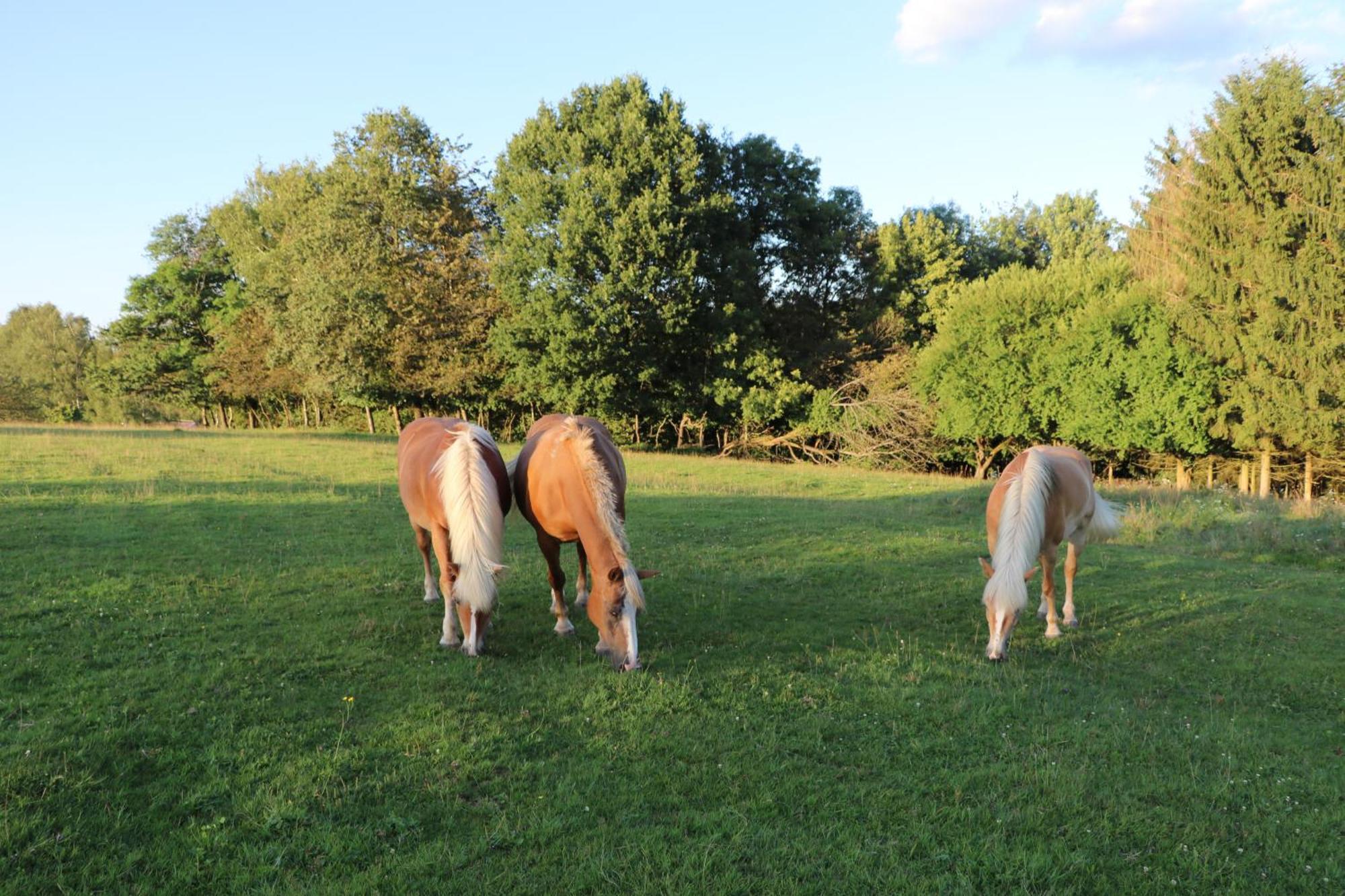 Les Grands Frenes Bed & Breakfast Plaine-de-Walsch Bagian luar foto